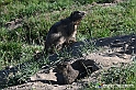 VBS_1 -  Plateau du Mont-Cenise, Grand Croix, Marmotte_-_0063 mt
